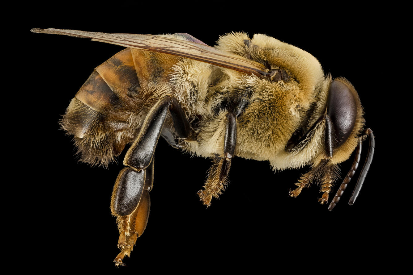 Honeybee drone, m, side, MD, pg county | U.S. Geological Survey